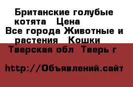 Британские голубые котята › Цена ­ 5 000 - Все города Животные и растения » Кошки   . Тверская обл.,Тверь г.